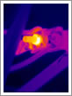 Infrared Thermal Imaging